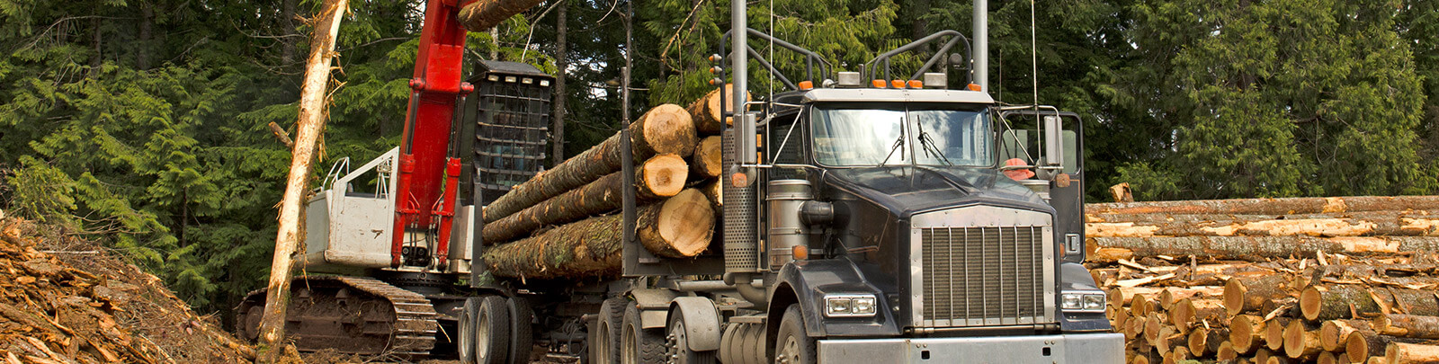 How to Measure a Big Tree - WV Division of Forestry