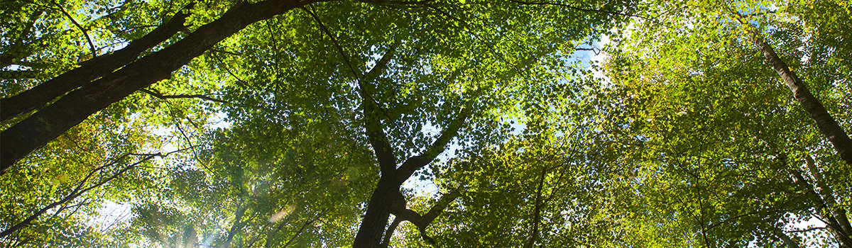 view of trees in west virginia from ground looking up