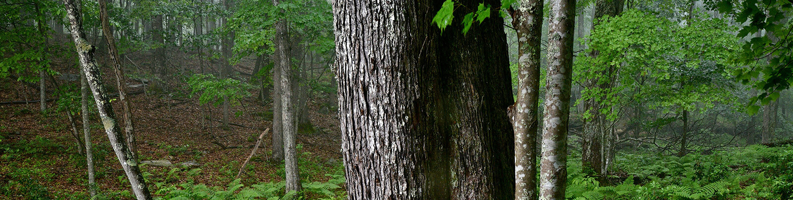 How to Measure a Big Tree - WV Division of Forestry