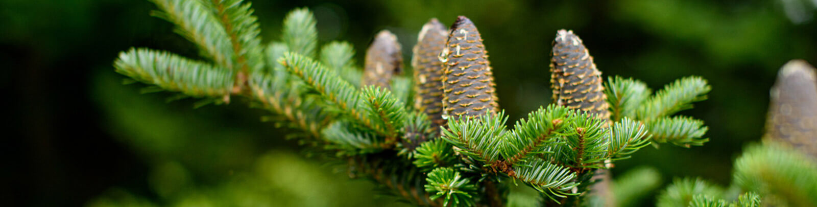 Care of Trees - WV Division of Forestry