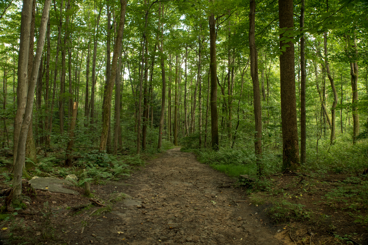 A winding path in Coopers Rock State Forest