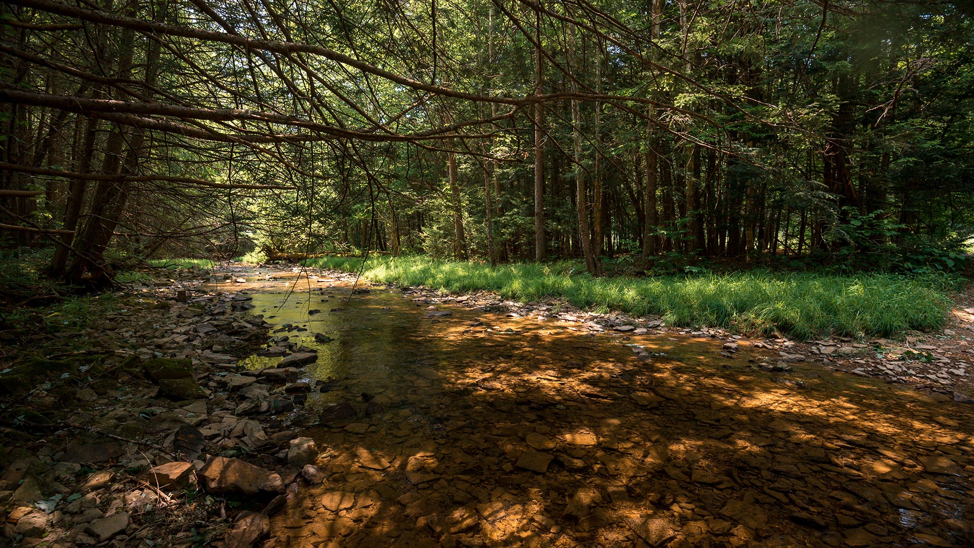 calvin-price-state-forest-wv-division-of-forestry