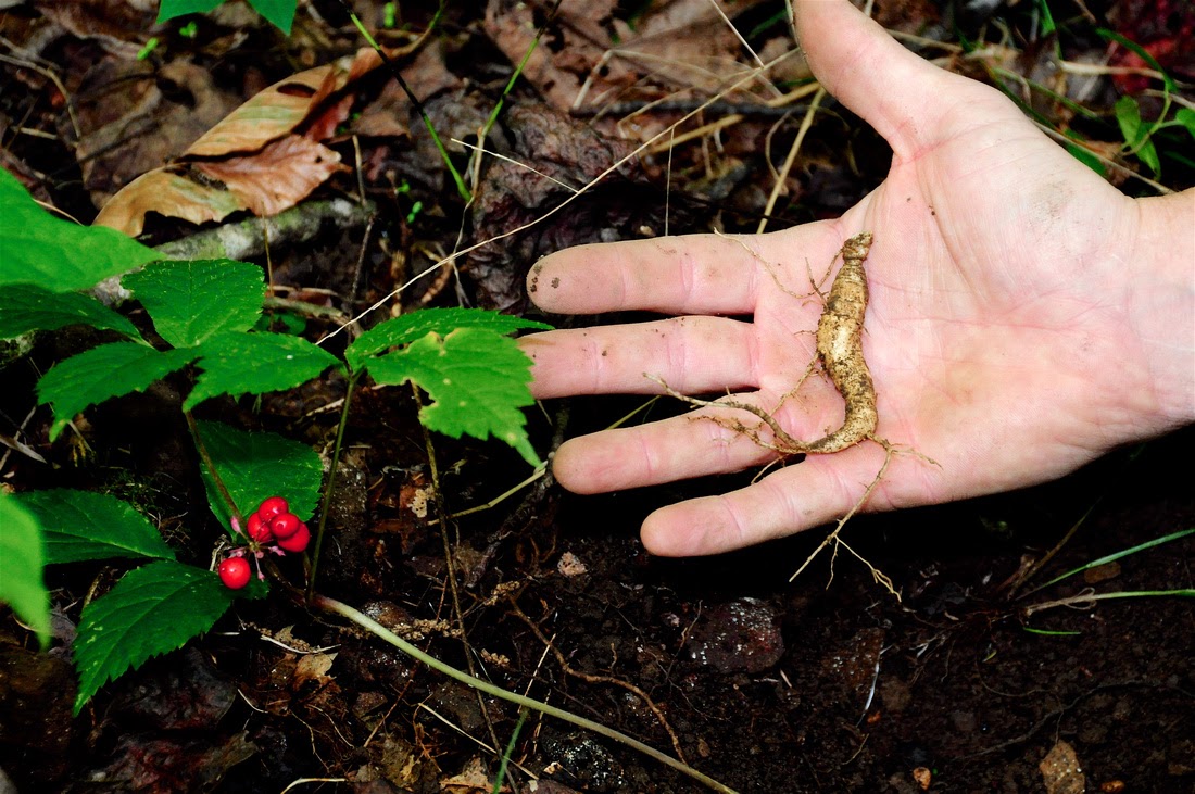 Ginseng: The Appalachian root becomes an international star in the export market