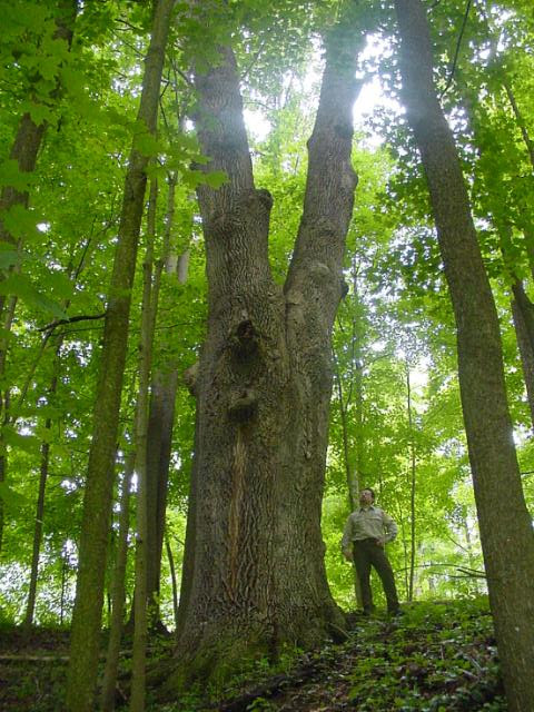 Big tree hunting: a fun way to carry out the serious work of documenting our remaining giants