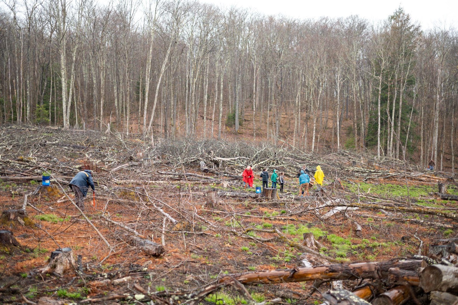 Randolph, Upshur Students Help WV Forestry Plant Red Spruce Trees at Kumbrabow State Forest
