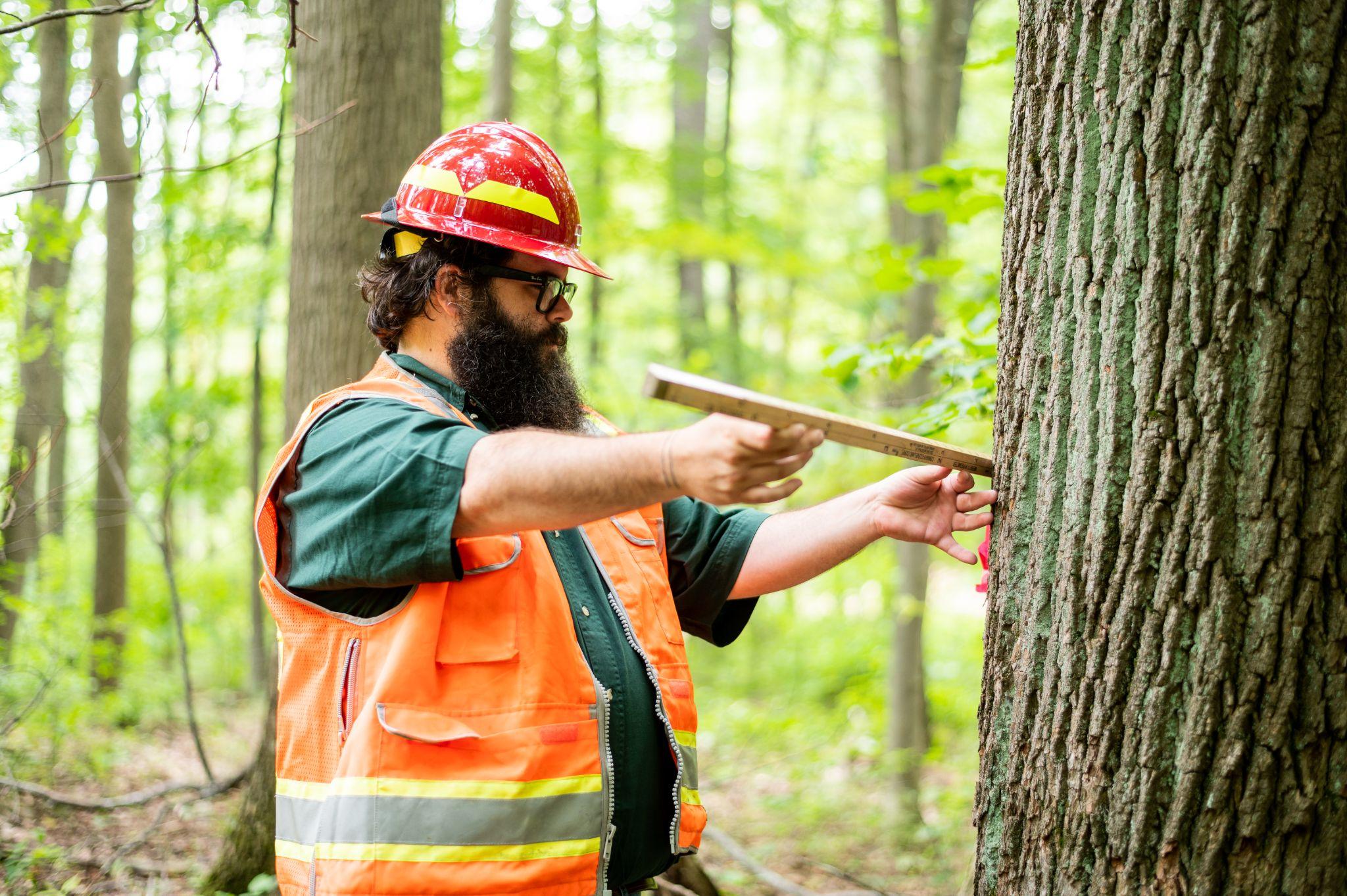 Working in nature starts here: Division of Forestry Internship Program