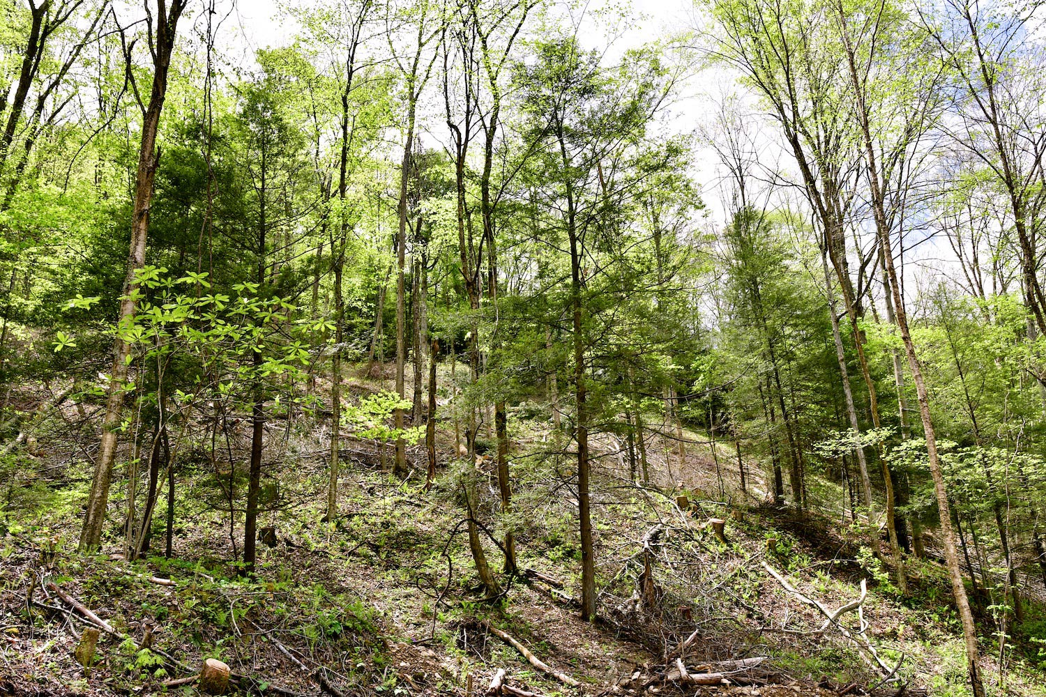 Exploring West Virginia’s State Forests