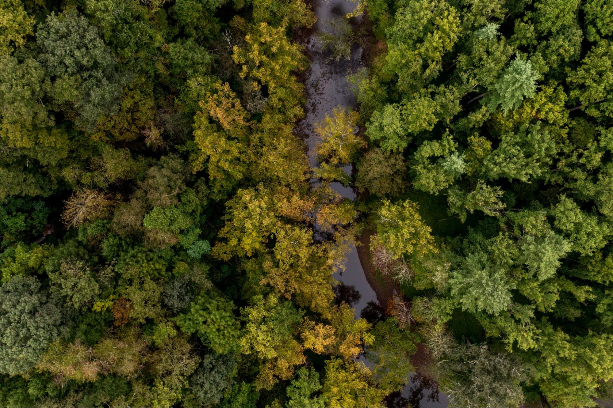 Exploring West Virginia’s State Forests