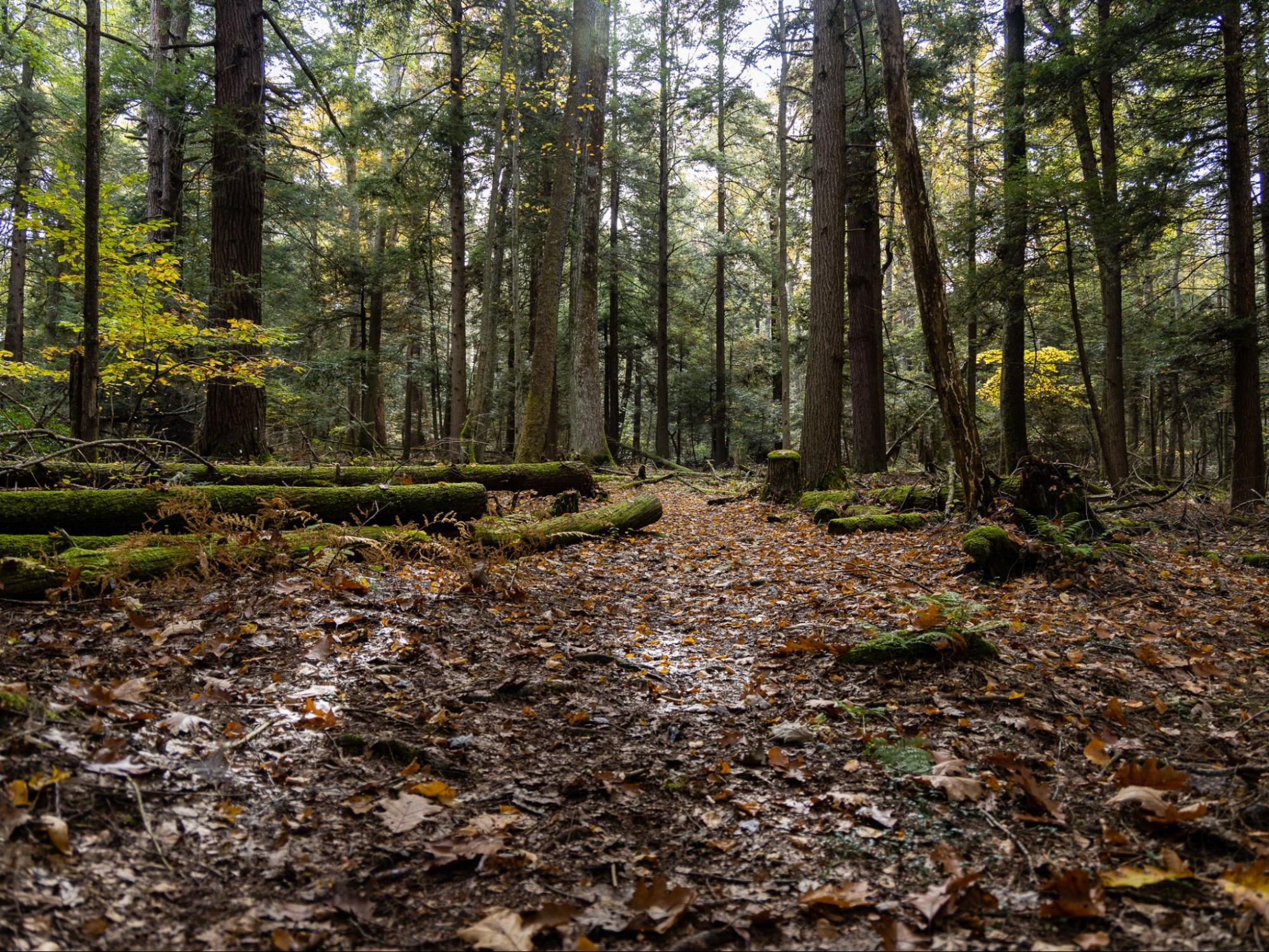 Exploring West Virginia’s State Forests