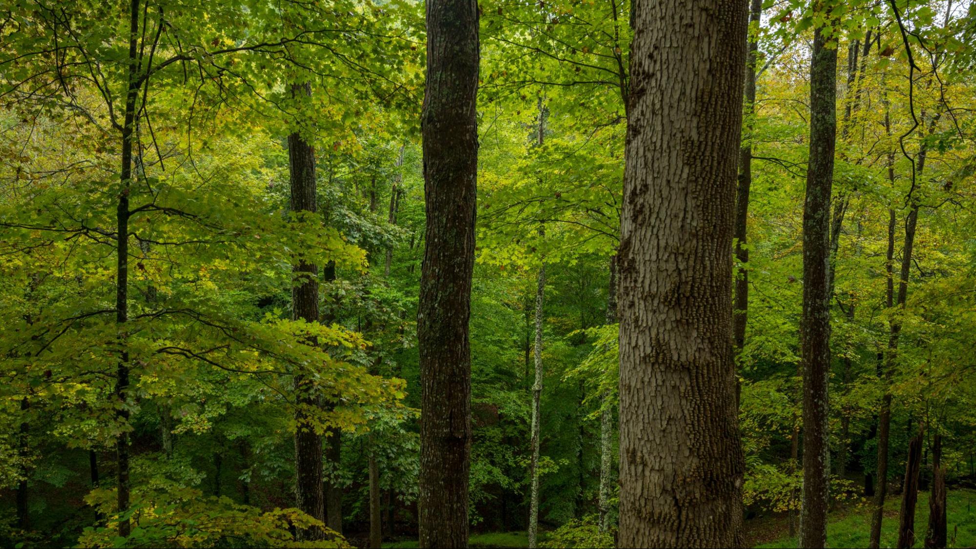 Exploring West Virginia’s State Forests