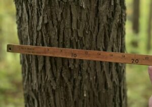 Manage Your Woodlands: Landowner Assistance in West Virginia