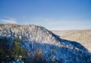 Trees in Winter: What happens during the winter forest life cycle?