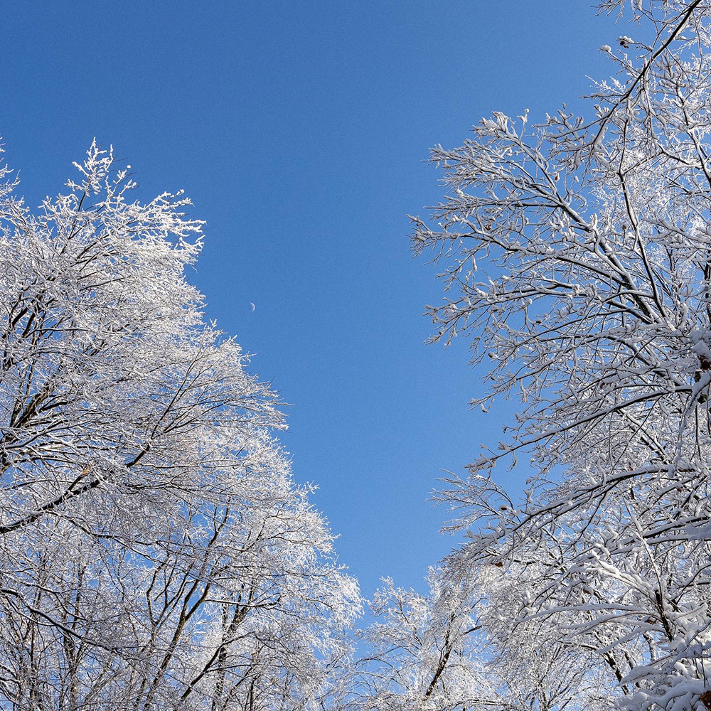 Trees in Winter: What happens during the winter forest life cycle?