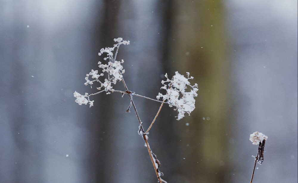 Trees in Winter: What happens during the winter forest life cycle?